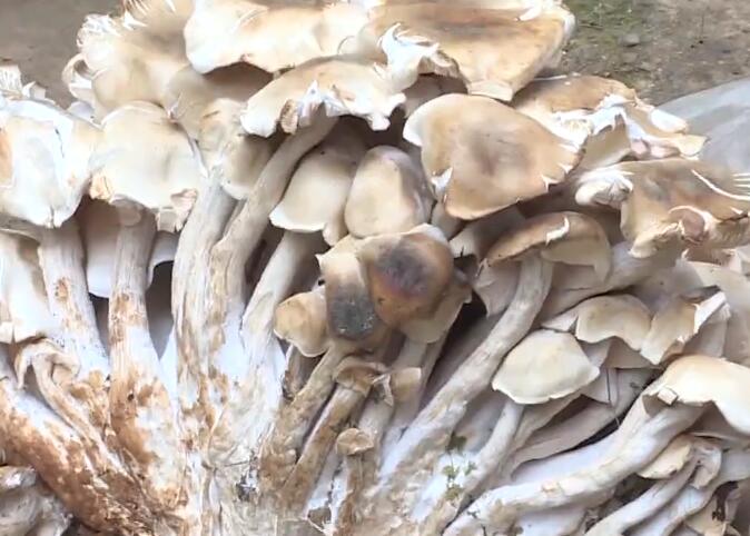 【超震撼】云南村民捡到312斤巨型野生菌 能吃吗?是什么野生菌? 