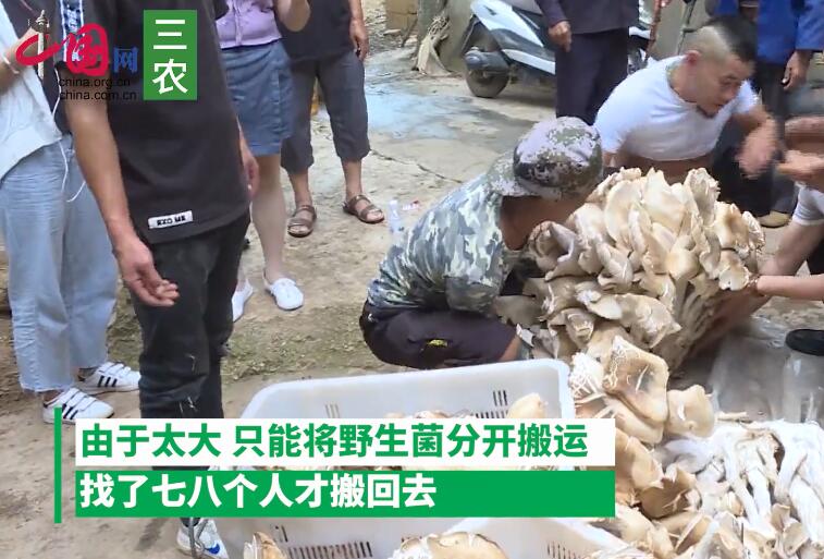 云南村民捡到312斤巨型野生菌，能吃吗？长什么样？图片曝光