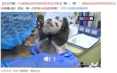 可可爱爱！大熊猫宝宝和饲养员吵架全过程被拍下 大熊猫的声音原来是这样！