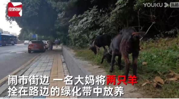 迷之操作?大妈闹市放羊啃食绿化带 称反正草都是要被割的