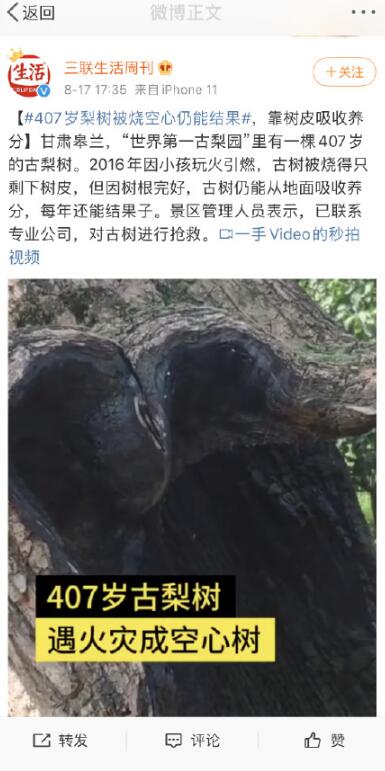 407岁梨树被烧空心仍能结果是怎么回事？什么情况？终于真相了！原来是这样！