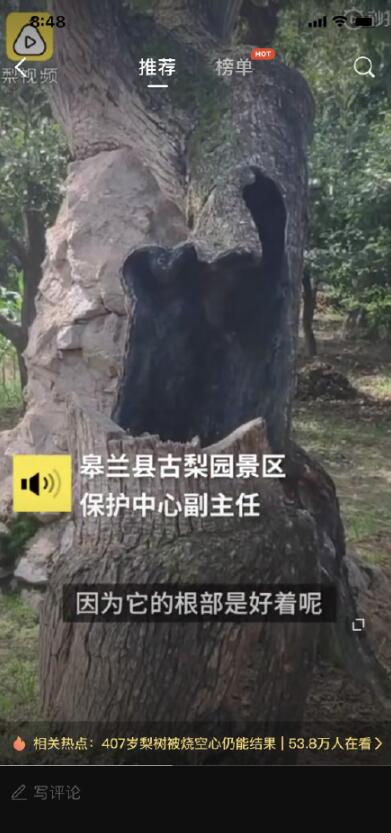 407岁梨树被烧空心仍能结果是怎么回事？什么情况？终于真相了！原来是这样！
