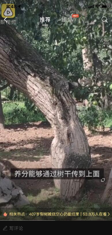 407岁梨树被烧空心仍能结果是怎么回事？什么情况？终于真相了！原来是这样！