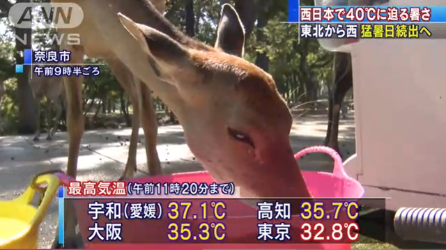 【最新】东京本月超100人因中暑死亡 人们用喷雾避暑奈良鹿被热得软绵绵