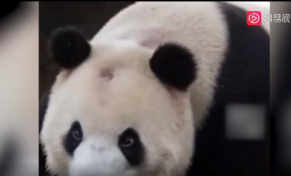 就挺秃然的！北京网红大熊猫突然“头秃” 遭遇中年谢顶危机？