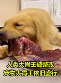 宠物博主让狗当大胃王是怎么回事?什么情况?终于真相了,原来是这样!