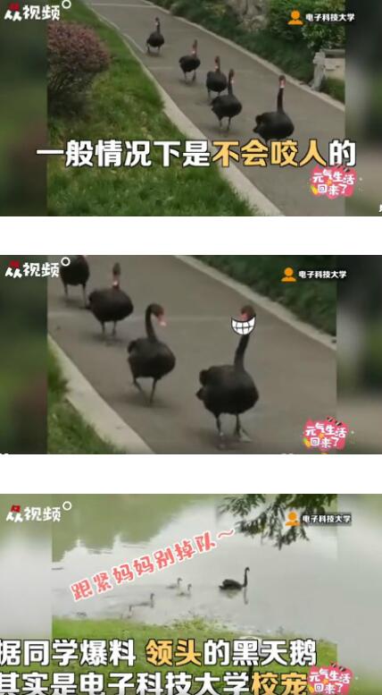 电子科大校宠黑天鹅早起遛弯什么情况？终于真相了，原来是这样！