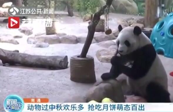 你pick哪一款?12种野生动物吃到12款定制月饼来了