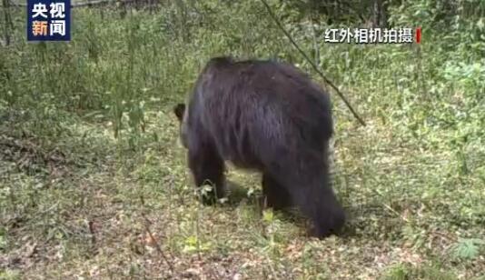 【珍贵影像】小兴安岭首次找到东北虎吃熊证据