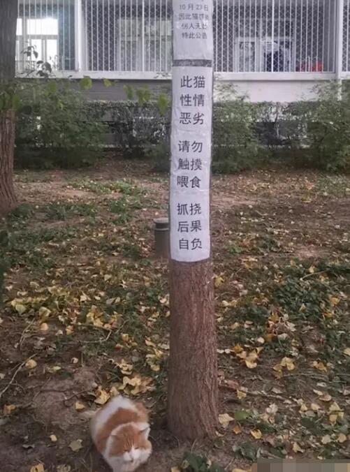 【破案了】北大流浪猫因抓人被连贴12张告示意外走红