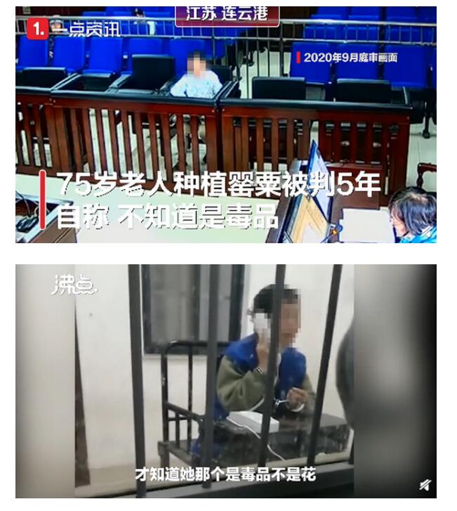75岁老太误种罂粟被判5年 家中有4104株罂粟幼苗