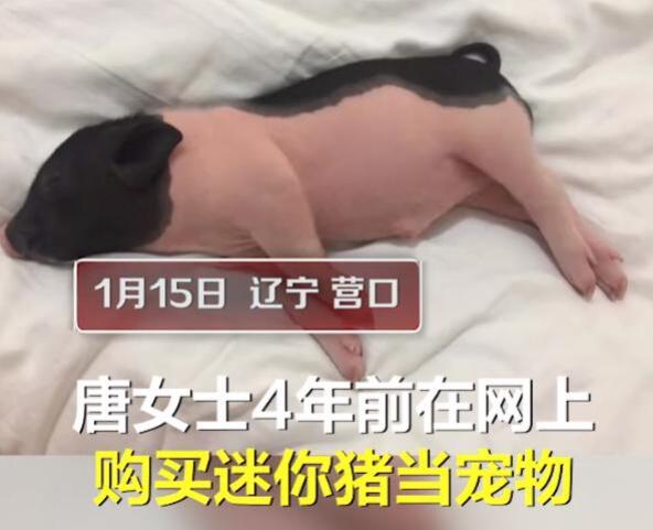 迷你宠物猪4年长成350斤大肥猪，主人称养得久了养出了感情