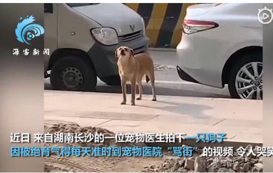 狗子绝育后连续3个月到宠物医院“骂街 ” 得到的回应令人哭笑不得