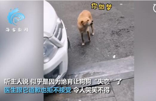狗子绝育后连续3个月到宠物医院“骂街 ” 得到的回应令人哭笑不得