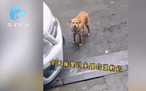 狗子绝育后连续3个月到宠物医院“骂街 ” 得到的回应令人哭笑不得