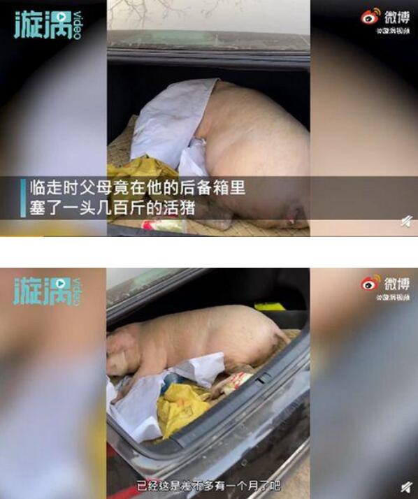 惊呆！男子回家探亲离别时爸妈送活猪