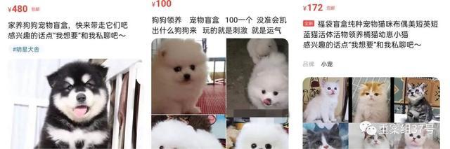 起底活体动物盲盒乱象:售出不退换 不接受中差评