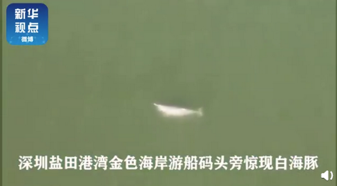 水质变好啦！深圳海湾出现白海豚 这一幕太难得