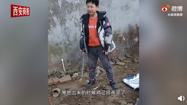 过年杀鸡10岁男孩崩溃大哭 称就算花100万也要救活