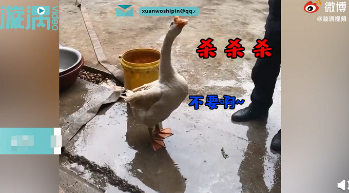 一个残忍的玩笑!大白鹅听主人说要杀它被气吐血 动物真的有灵性?