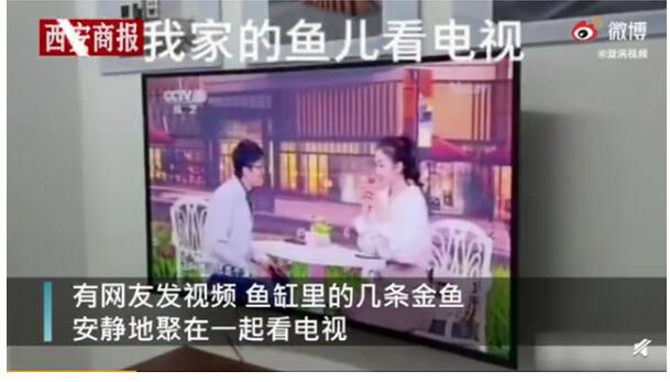 成精了！鱼排成一排看电视 网友调侃看了个寂寞