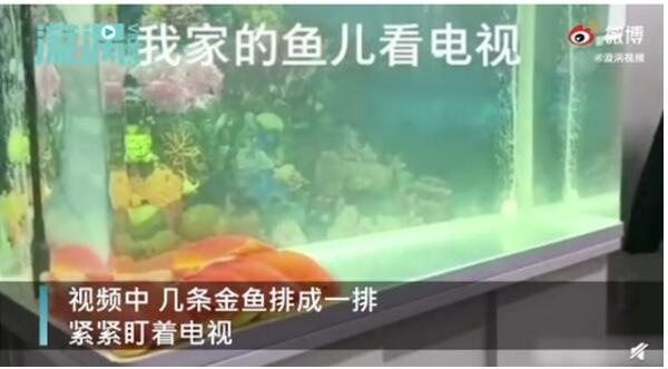 成精了！鱼排成一排看电视 网友调侃看了个寂寞