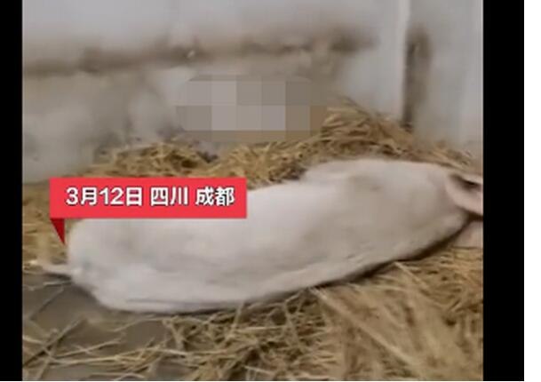 14岁的猪坚强已瘦骨嶙峋 汶川地震时被埋废墟下36天
