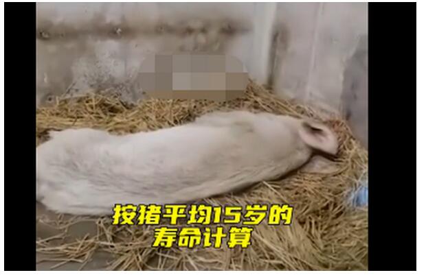 14岁的猪坚强已瘦骨嶙峋 汶川地震时被埋废墟下36天