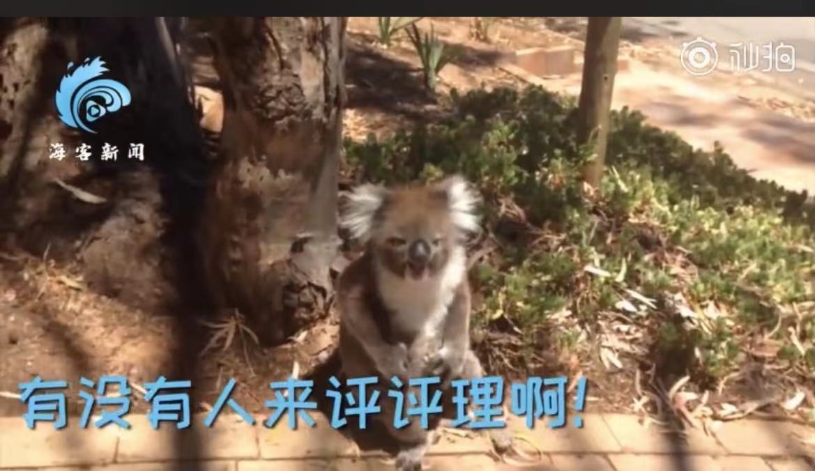 声嘶力竭!考拉打架打输哭到声音沙哑,画面曝光太可爱啦