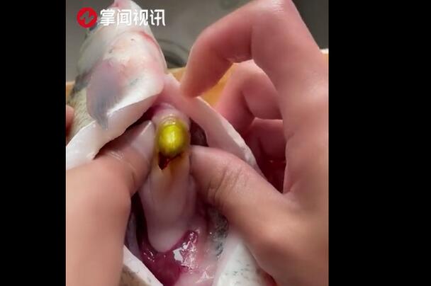 中彩票了!女子在鱼肚子里发现金丹 药丸大小的金色异物是什么