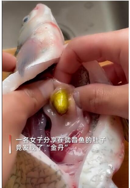 中彩票了!女子在鱼肚子里发现金丹 药丸大小的金色异物是什么