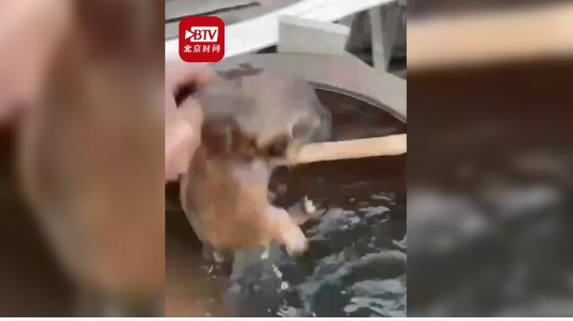 细思极恐！男子虐杀小狗直呼真好玩 到底发生了什么？