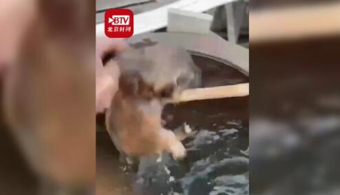 引众怒！男子虐杀小狗直呼真好玩 不止一次虐狗