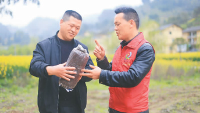 贵州遵义：农技专家普及食用菌种植技术