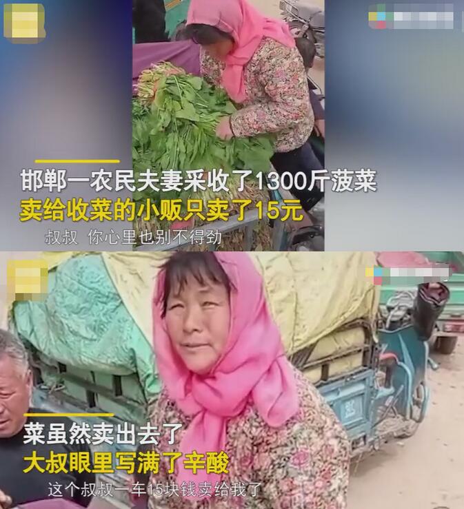 农民夫妻1300斤菠菜卖了15元，小贩却还说质量一般！