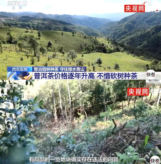 西双版纳现大规模毁林种茶 究竟发生了什么？