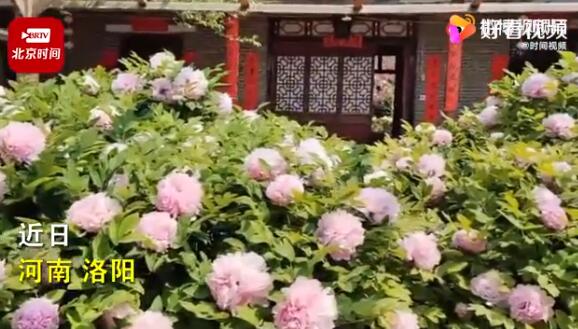 200岁牡丹花王开出千余朵花：每年冬天都喝骨汤进补