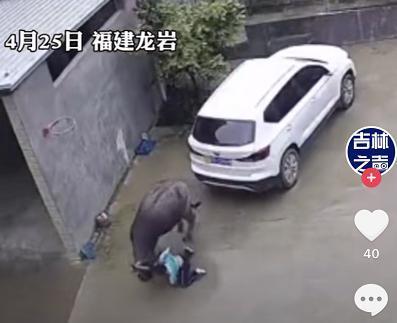 又心疼又好笑！福建龙岩一男孩被疯牛袭击，躲车底求饶