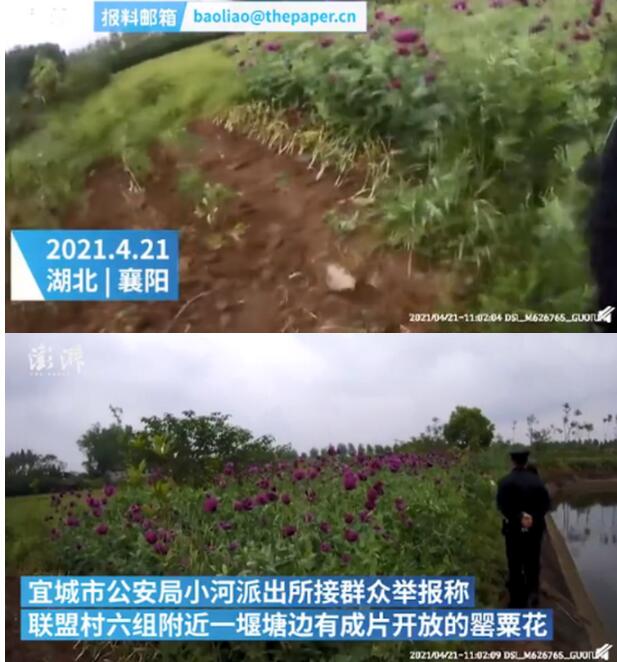 农家乐老板种1438株罂粟：听说加进调料能“提鲜”，网友：牢底坐穿！