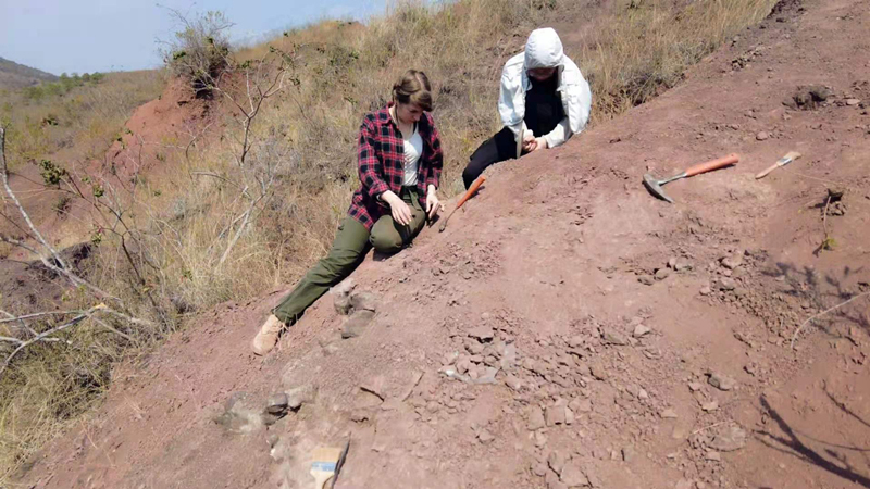 重大发现！云南禄丰出土3岁恐龙幼体化石 不属任何已知属种