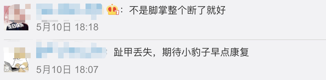 【专家判断第3只豹子或已死亡】第3只豹子野外生存超21天要么隐蔽起来了,要么可能已死亡