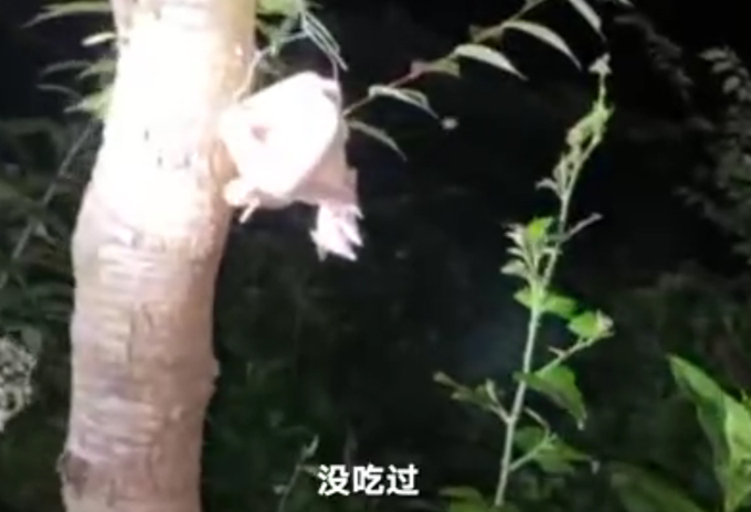 疑似第三只豹子足迹！再找不到，可能就……