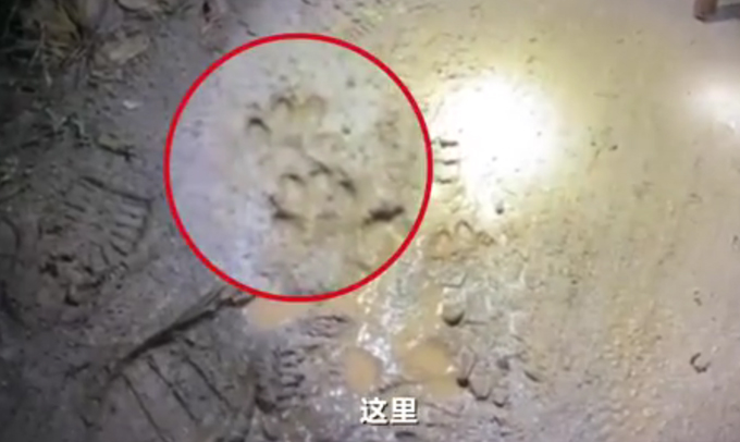 疑似第三只豹子足迹！再找不到，可能就……
