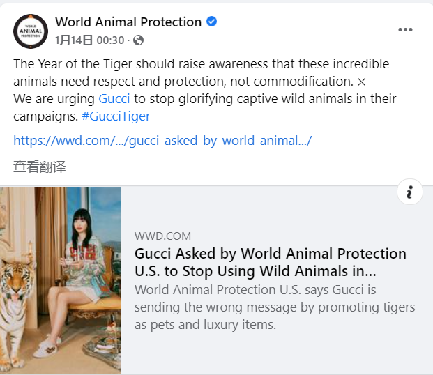 Gucci拍摄虎年广告用了真老虎，动物保护组织怒了