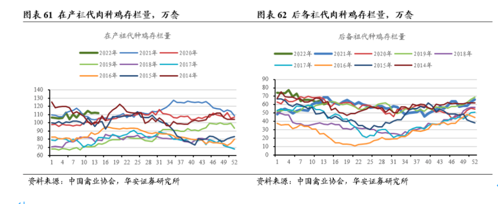 白羽鸡价“低位反弹”背后：需求疲软上行有限 小企业加速减产大企业逆势扩张