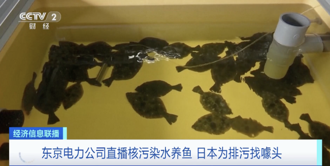 直播核污染水养鱼?日本为排污找噱头反被专家驳斥