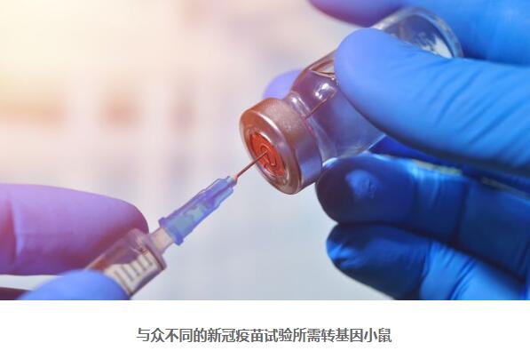 美国新冠疫苗开发为何受阻?缺小鼠 美国新冠疫苗开发为何受阻?缺小鼠