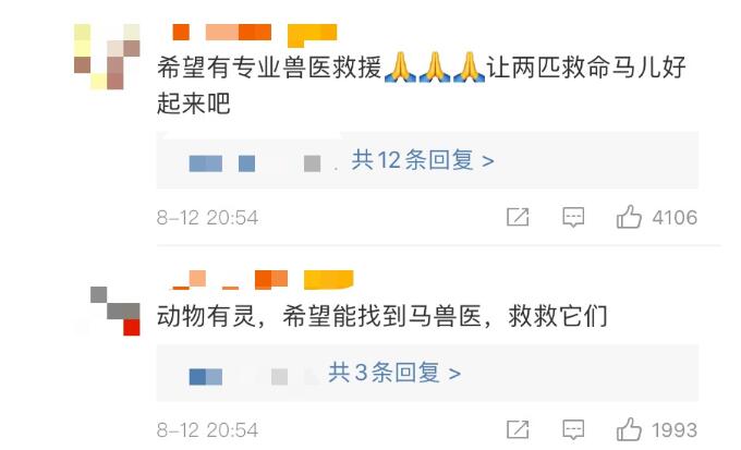 马主人回应下海救人两匹马去世,回应说了什么?具体什么情况?