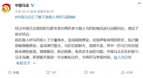 马主人回应下海救人两匹马去世,回应说了什么?具体什么情况?