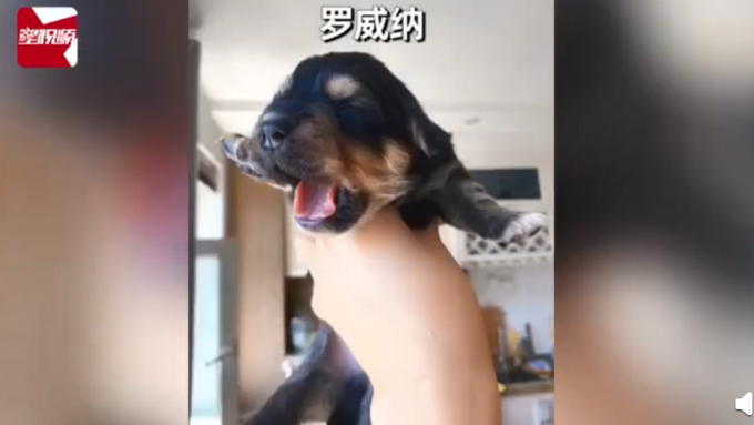 柯基犬意外怀孕找不着孩子他爸，生下来5只小狗竟然5个品种？